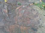 dino_prints_023