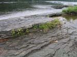 dino_prints_024