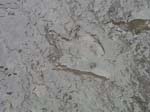 dino_prints_026