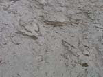 dino_prints_027