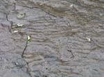 dino_prints_029
