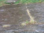 dino_prints_030