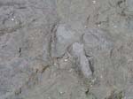 dino_prints_031