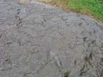 dino_prints_032