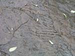 dino_prints_034