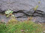 dino_prints_036
