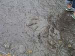 dino_prints_037