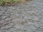 dino_prints_042