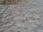 dino_prints_043
