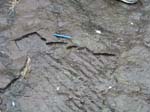 dino_prints_044
