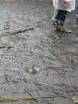 dino_prints_045