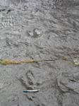 dino_prints_046
