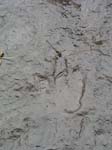dino_prints_047
