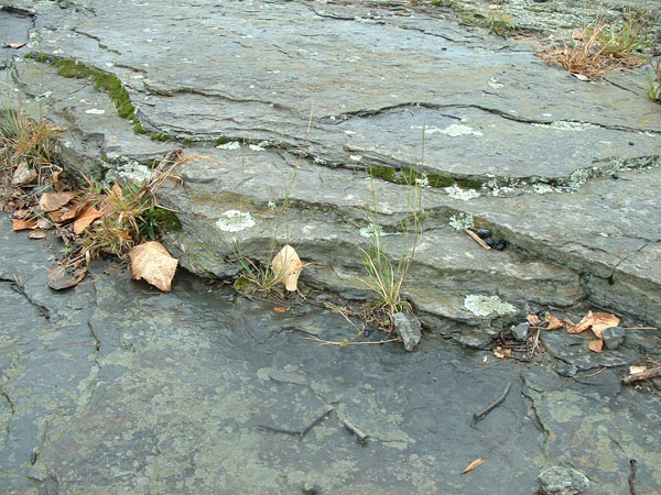 dino_prints_002a
