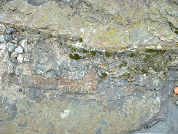 dino_prints_003a
