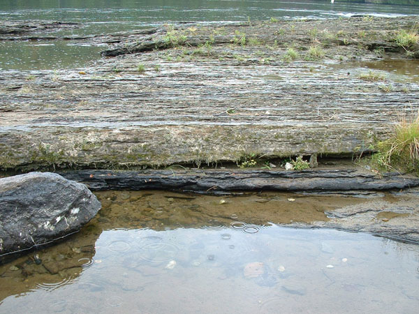 dino_prints_005a