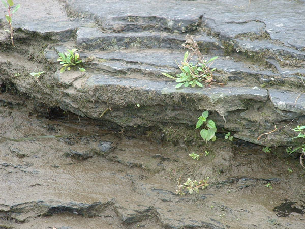 dino_prints_006a