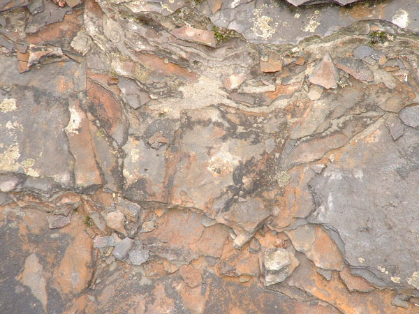 dino_prints_007a