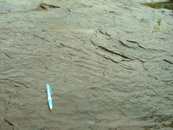dino_prints_008a