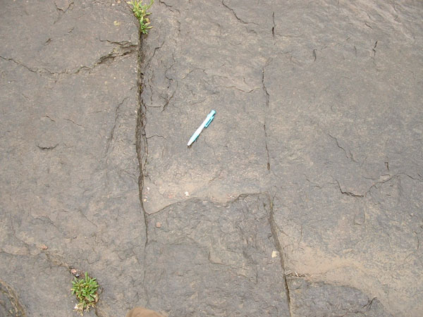 dino_prints_009a
