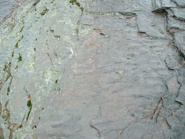 dino_prints_011a