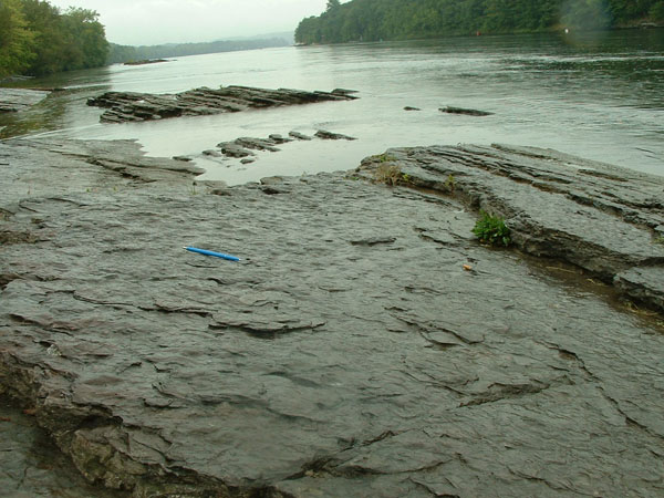 dino_prints_012a