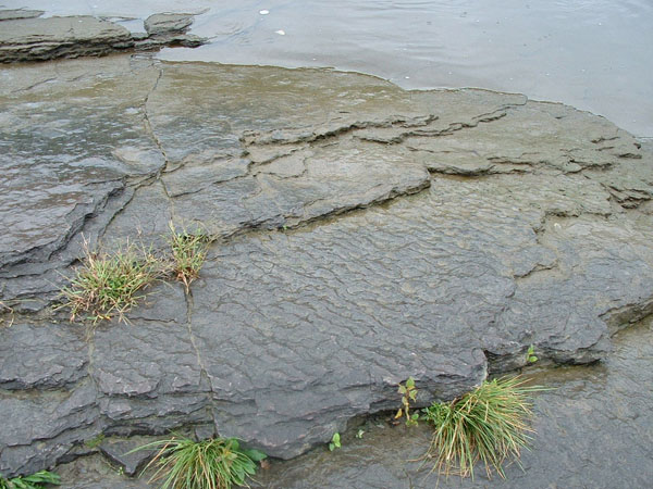 dino_prints_014a