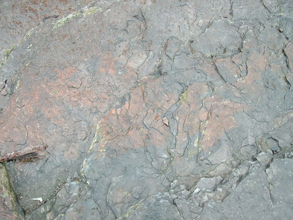dino_prints_015a