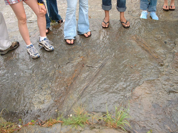 dino_prints_017a