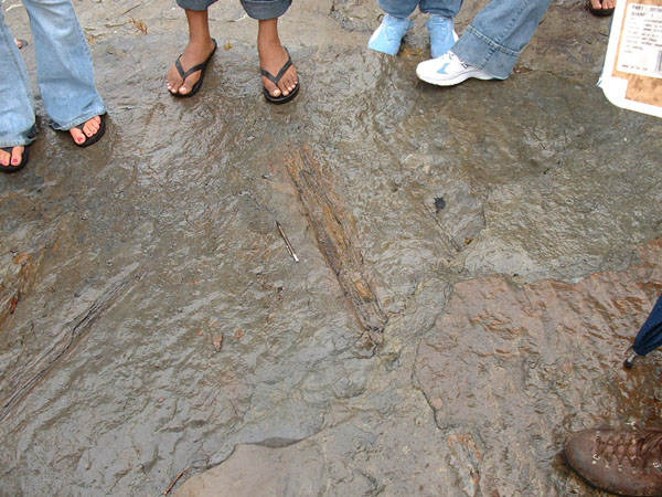 dino_prints_018a