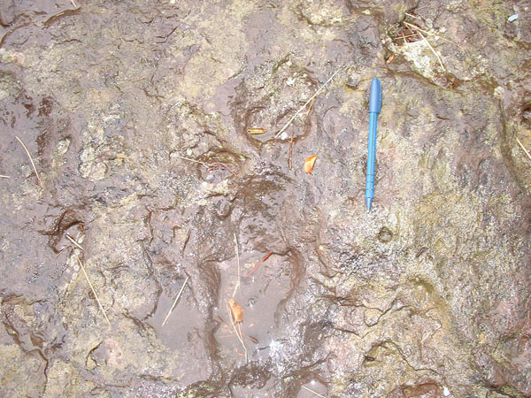 dino_prints_019a
