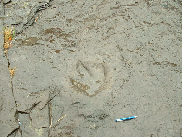 dino_prints_020a