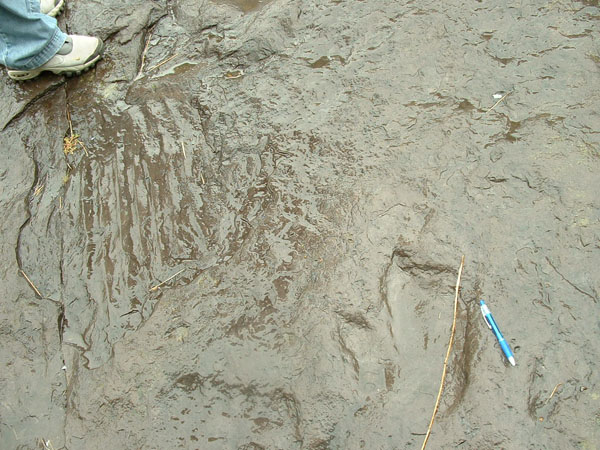dino_prints_021a