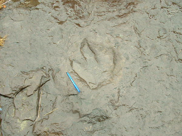dino_prints_022a