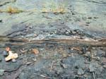 dino_prints_001a