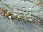 dino_prints_002a