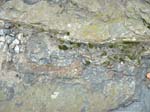 dino_prints_003a
