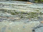 dino_prints_004a
