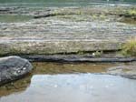 dino_prints_005a