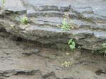 dino_prints_006a