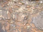dino_prints_007a