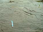 dino_prints_008a