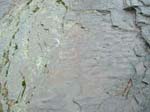 dino_prints_011a