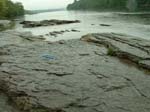dino_prints_012a