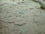 dino_prints_013a