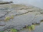 dino_prints_014a