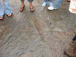 dino_prints_018a