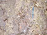 dino_prints_019a