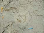 dino_prints_020a