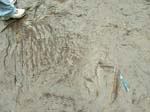 dino_prints_021a